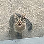 cat, tabby, animal, pet, outdoor, concrete, curious, looking_up, meowing, feline, whiskers, ears, tail, sitting, gray, brown, striped, window, glass, daytime