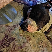 Cash is registered to the contest to win money with this photo: animal, black_and_white, cables, calm, carpet, closeup, collar, dog, ear, floor, floral_pattern, home, indoor, nose, pet, plastic_container, quiet, relaxation, resting, sleeping