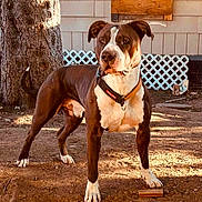 Cash joined the competition — help win amazing prizes! dog, animal, pet, outdoor, yard, tree, dirt, collar, sunlight, shadow, house, fence, alert, standing, brown, white, ears, tail, canine, domestic_animal