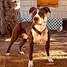 dog, animal, pet, outdoor, yard, tree, dirt, collar, sunlight, shadow, house, fence, alert, standing, brown, white, ears, tail, canine, domestic_animal