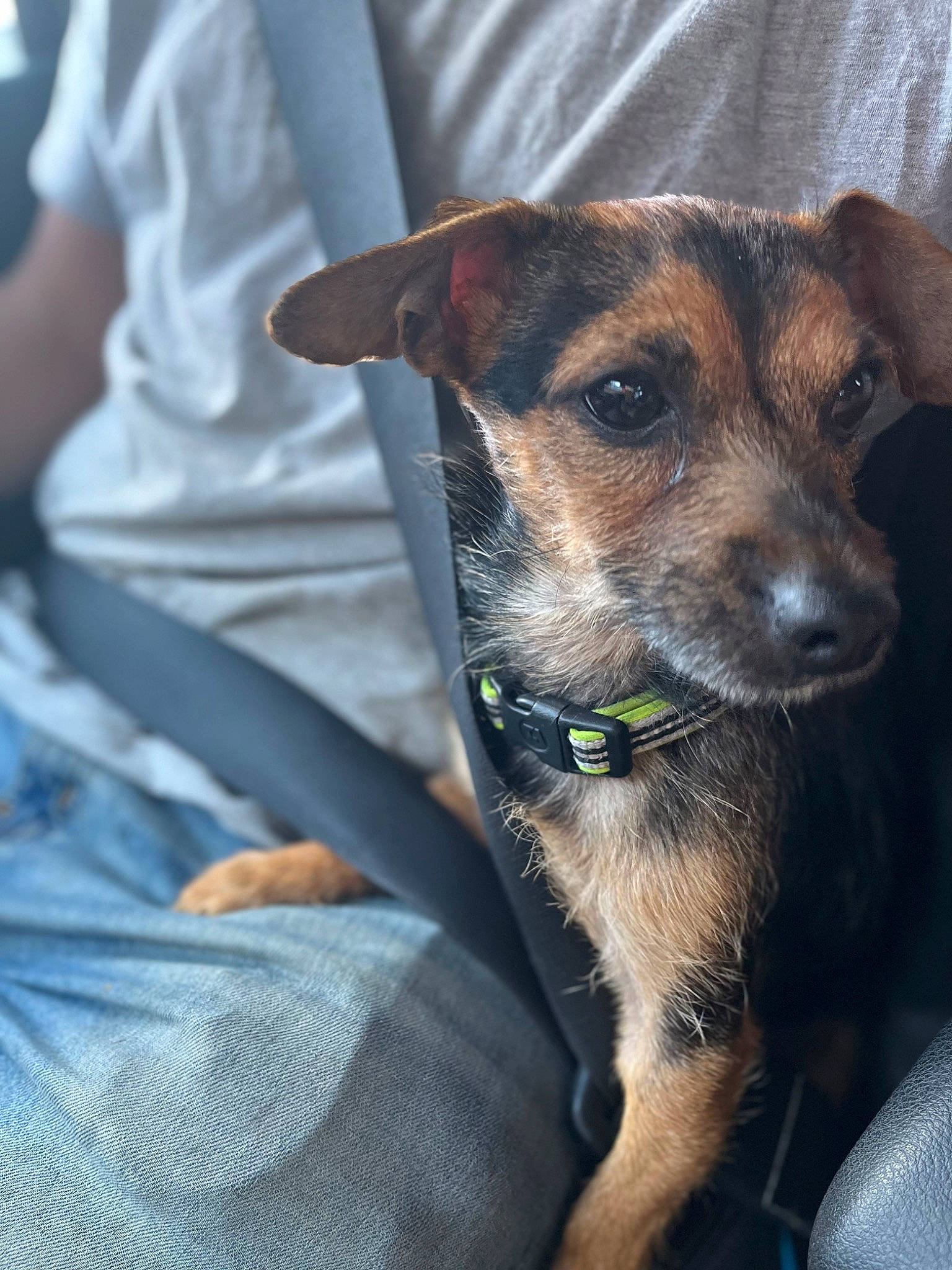 Nugget joined the competition — help win amazing prizes! canidae, carnivore, collar, companion_dog, dog, dog_breed, dog_collar, ear, fawn, fur, guard_dog, leash, snout, sporting_group, terrestrial_animal, whiskers, working_animal, working_dog