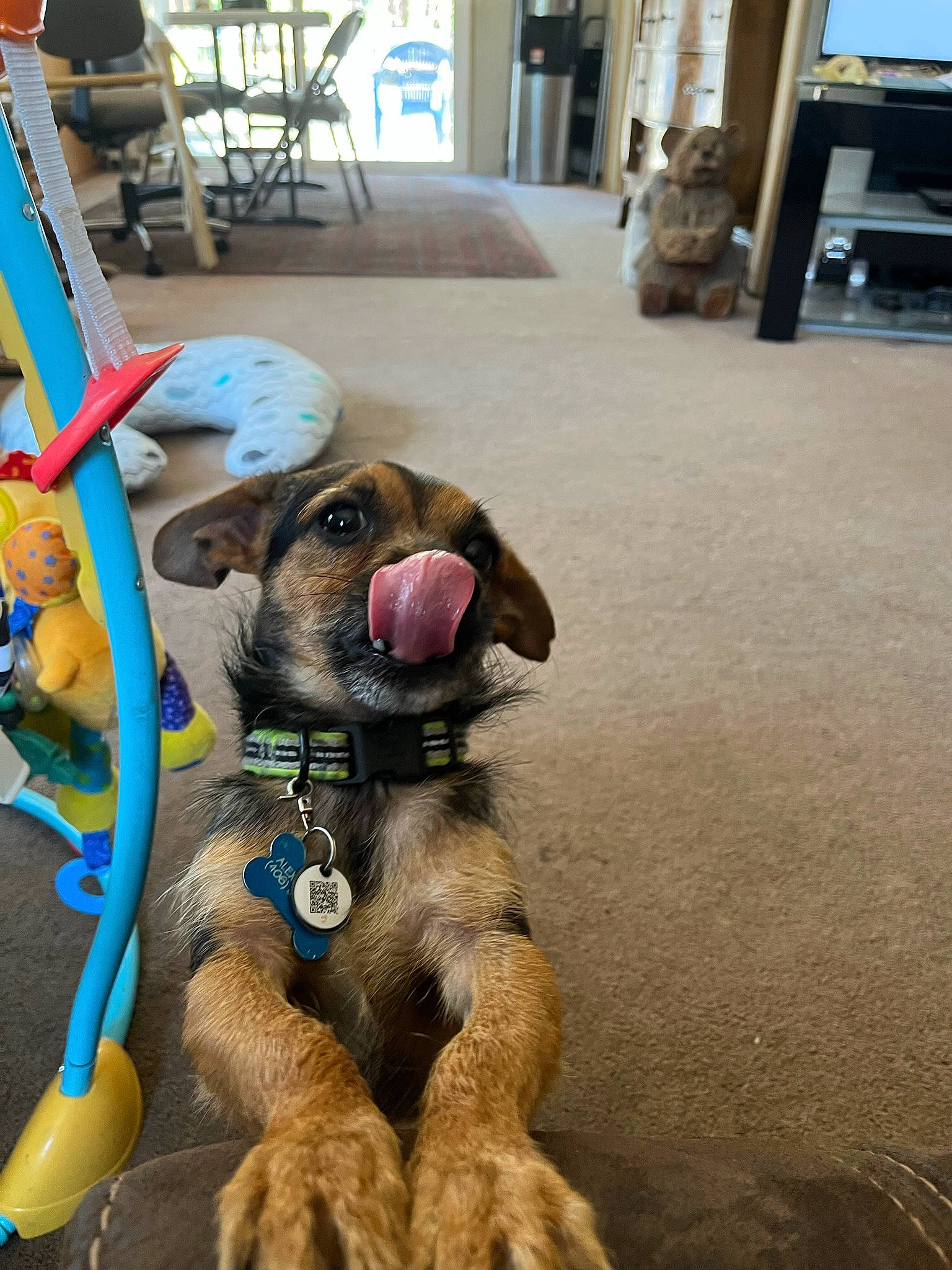 Nugget is registered to the contest to win money with this photo: ball, carnivore, chair, collar, companion_dog, dog, dog_breed, dog_collar, dog_supply, flooring, hardwood, houseplant, leash, liver, paw, plant, recreation, working_animal, working_dog, wrinkle