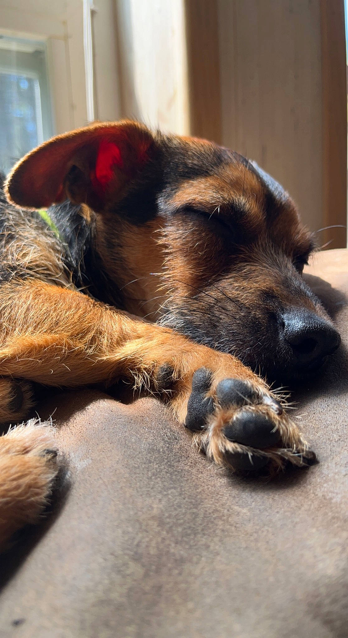 Nugget joined the competition — help win amazing prizes! canidae, carnivore, claw, companion_dog, corgi_chihuahua, dog, dog_breed, fawn, flooring, fur, liver, paw, snout, terrestrial_animal, whiskers, working_dog