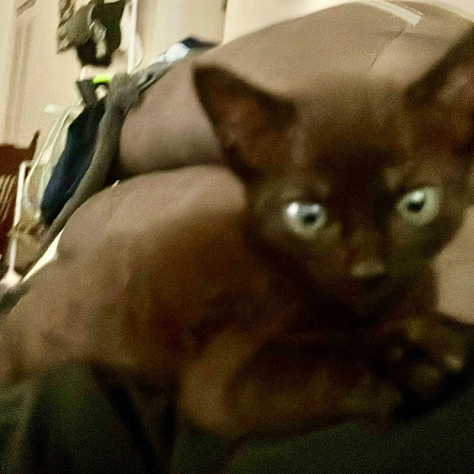 Blue is registered to the contest to win money with this photo: animal, background, blue_eyes, blurry, brown_cat, cat, close_up, couch, cozy, domestic, ears, feline, furniture, household, indoor, pet, portrait, resting, soft_surface, whiskers