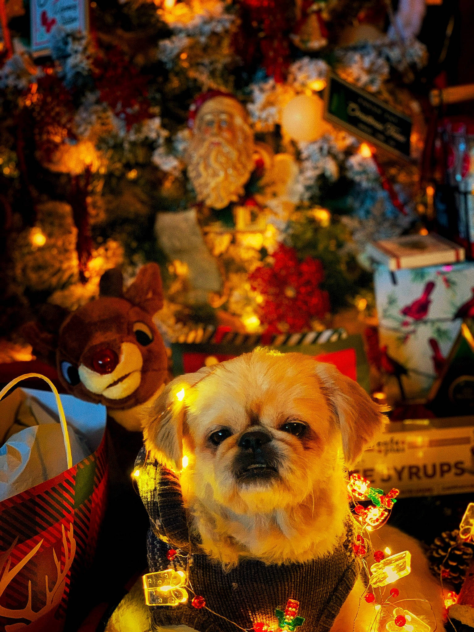 Bailey is registered to the contest to win money with this photo: carnivore, christmas, christmas_decoration, christmas_ornament, christmas_tree, companion_dog, dog, dog_breed, dog_supply, event, eyewear, fawn, fun, holiday, light, plant, snout, sporting_group, toy_dog, yellow
