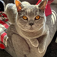 Mica Evans joined the competition — help win amazing prizes! cat, gray_cat, amber_eyes, feline, pet, indoor, couch, armrest, plaid_blanket, tablet_stand, sunlight, cozy, soft_furniture, whiskers, ears, relaxed, domestic_animal, close_up, home, comfortable