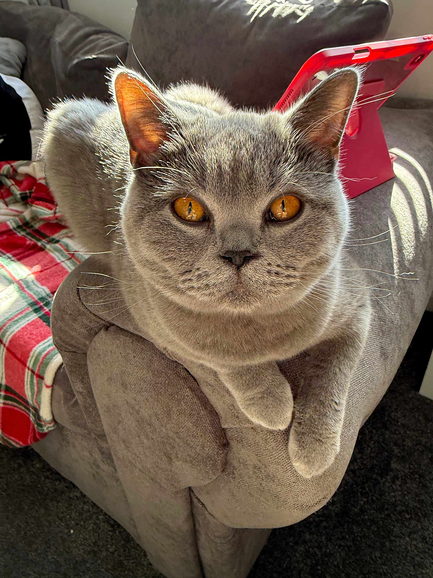 Mica Evans joined the competition — help win amazing prizes! cat, gray_cat, amber_eyes, feline, pet, indoor, couch, armrest, plaid_blanket, tablet_stand, sunlight, cozy, soft_furniture, whiskers, ears, relaxed, domestic_animal, close_up, home, comfortable