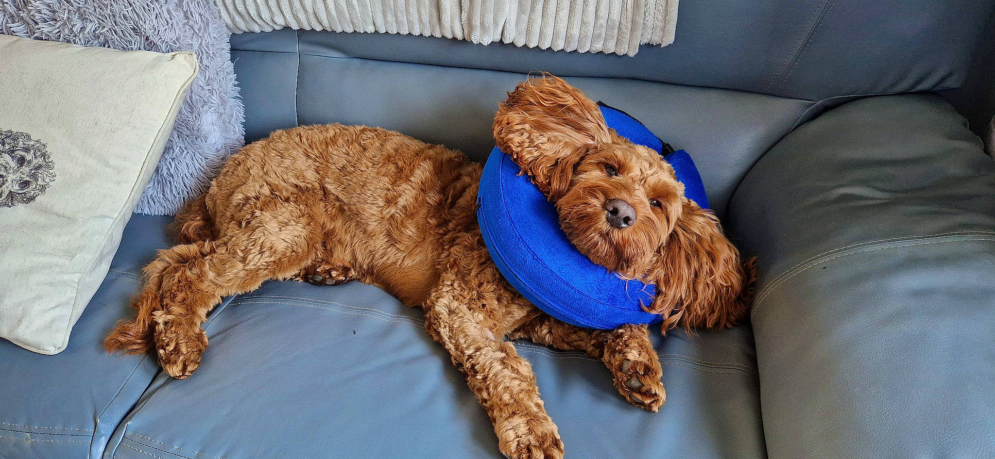 Dobbie joined the competition — help win amazing prizes! canidae, carnivore, companion_dog, dog, dog_breed, dog_collar, dog_supply, fawn, fur, labradoodle, liver, pet_supply, poodle_crossbreed, spaniel, sporting_group, terrier, toy_dog, water_dog, wood, working_animal