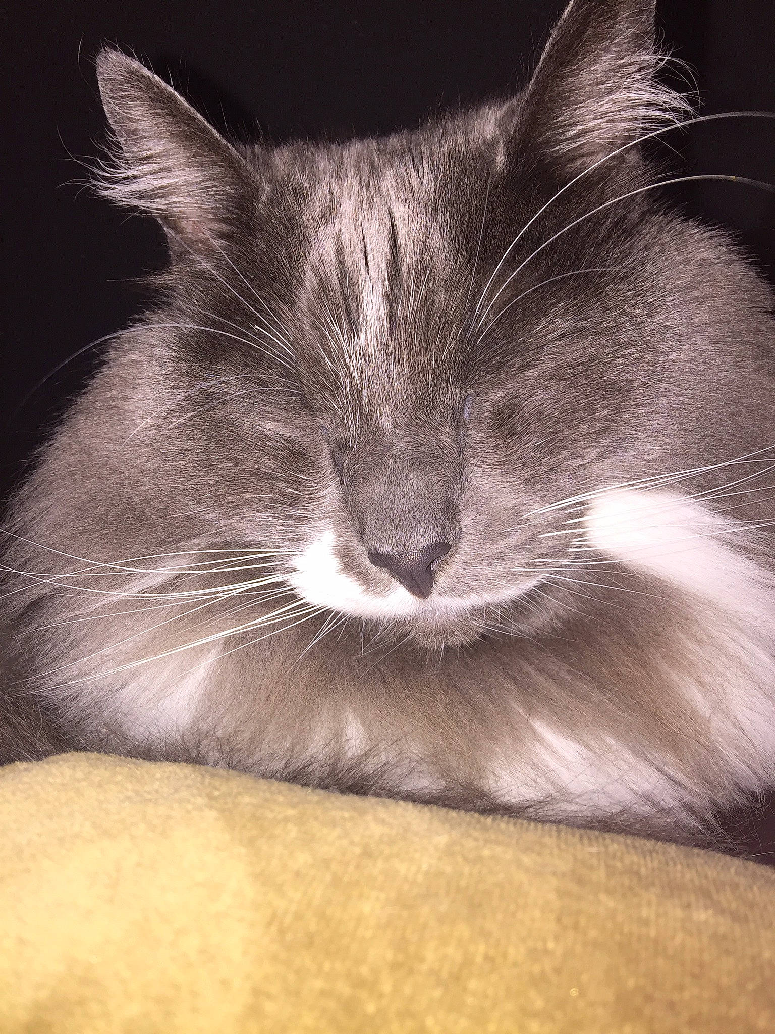 Slinky is registered to the contest to win money with this photo: carnivore, cat, cat_supply, claw, comfort, darkness, domestic_short_haired_cat, ear, felidae, fur, monochrome, monochrome_photography, nap, paw, sleep, small_to_medium_sized_cats, snout, still_life_photography, whiskers