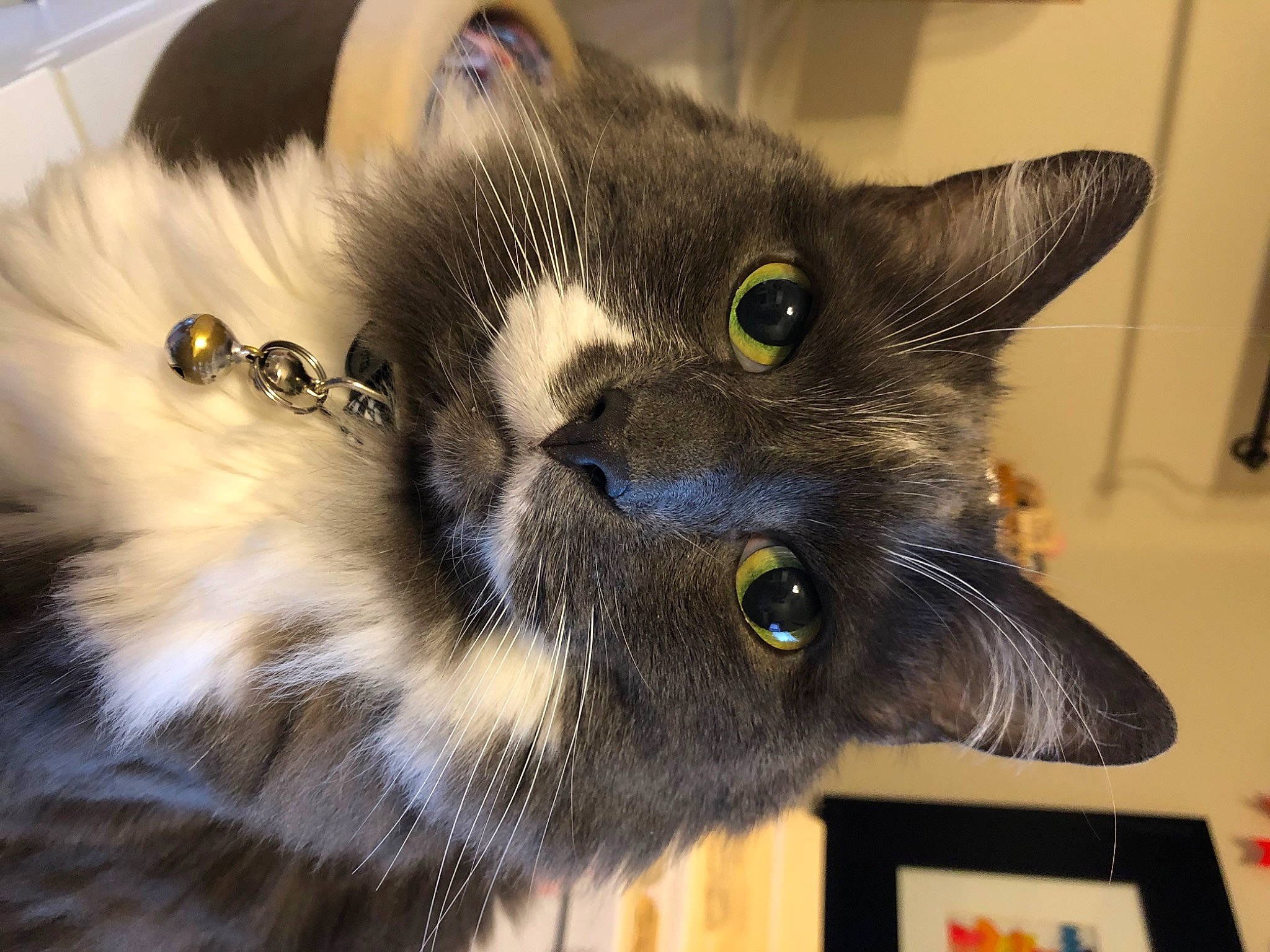 Slinky joined the competition — help win amazing prizes! black_cat, carnivore, cat, claw, collar, domestic_short_haired_cat, ear, fawn, felidae, fur, paw, photo_caption, small_to_medium_sized_cats, snout, tail, terrestrial_animal, whiskers