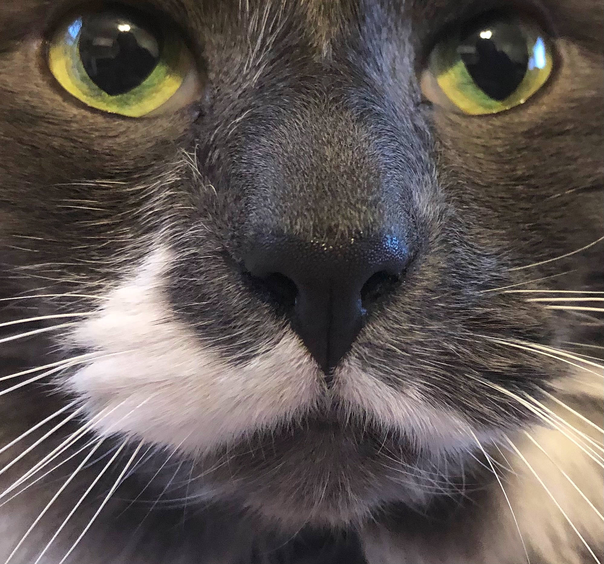 Slinky is registered to the contest to win money with this photo: carnivore, cat, close_up, curious, electric_blue, felidae, fur, iris, light, no_expression, photography, small_to_medium_sized_cats, snout, terrestrial_animal, whiskers