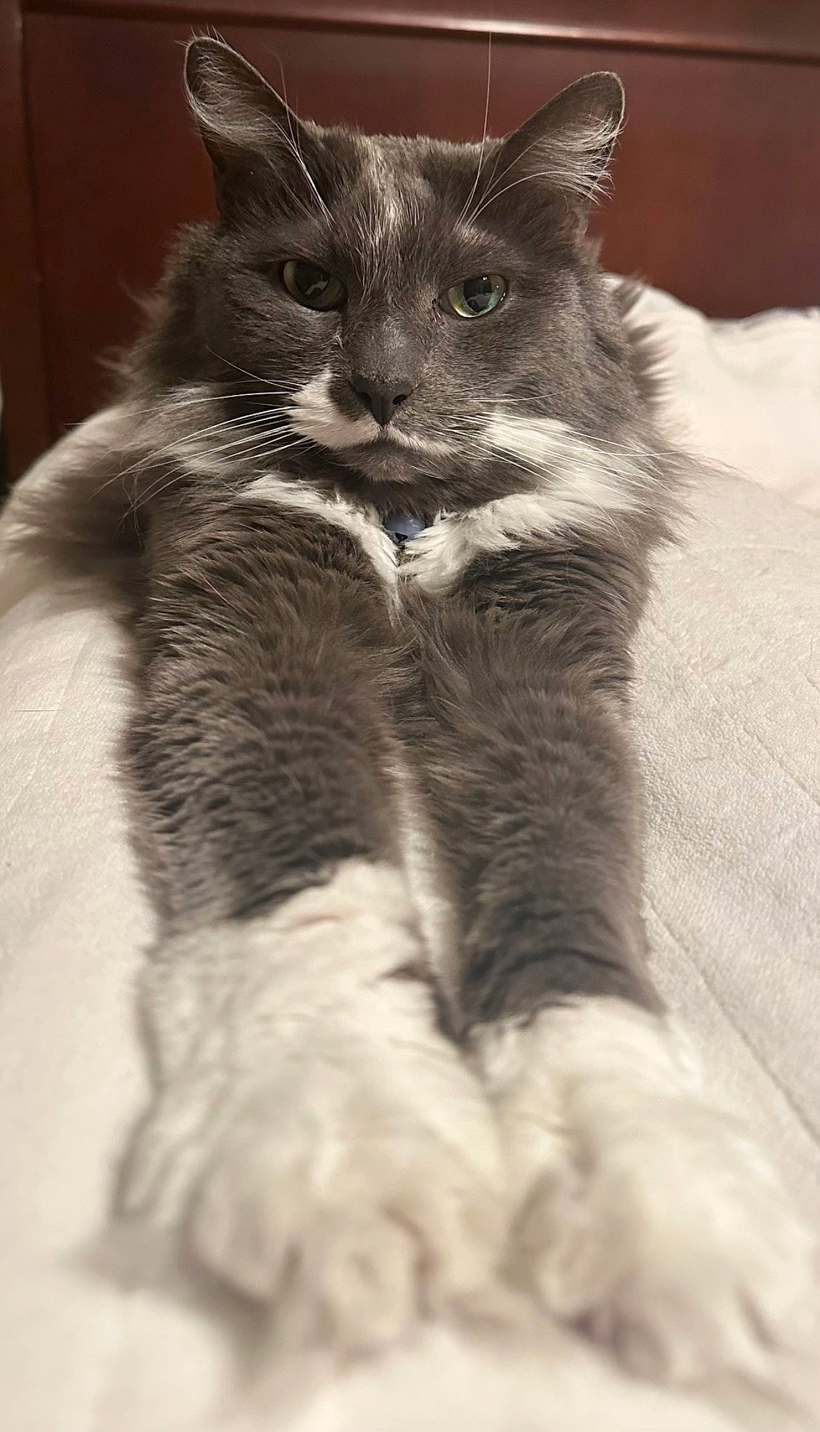 Slinky joined the competition — help win amazing prizes! british_longhair, carnivore, cat, claw, comfort, domestic_short_haired_cat, felidae, foot, fur, grey, monochrome, monochrome_photography, paw, sitting, small_to_medium_sized_cats, snout, tail, terrestrial_animal, whiskers, window