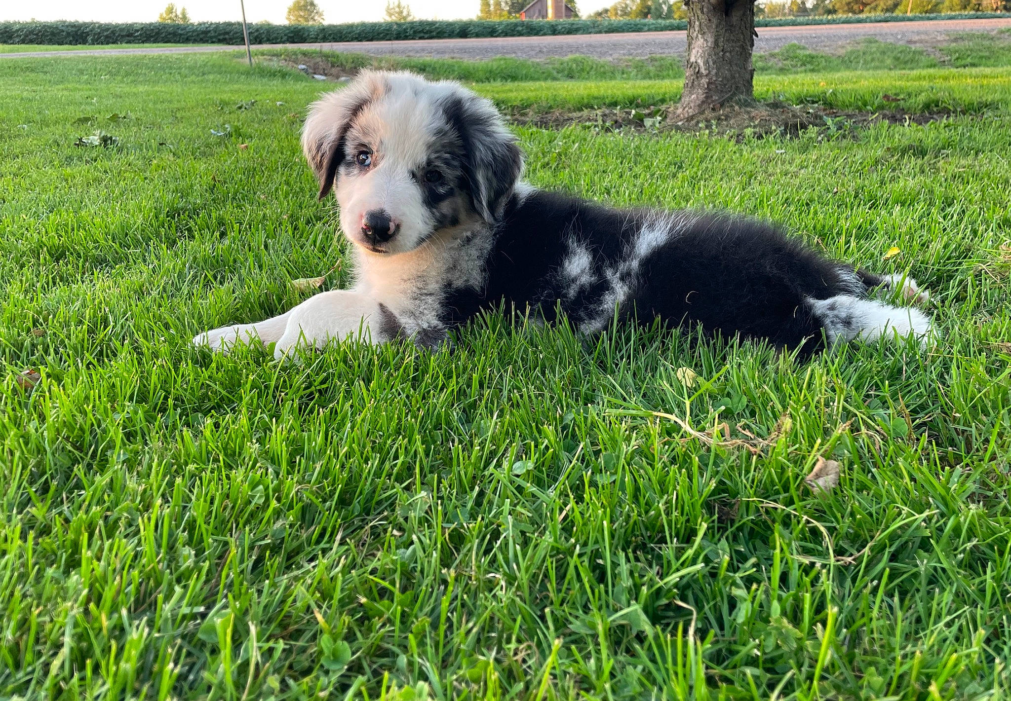 Hunter is registered to the contest to win money with this photo: australian_shepherd, canidae, carnivore, companion_dog, dog, dog_breed, grass, grass_family, grassland, groundcover, herding_dog, lawn, pasture, plant, sky, snout, sporting_group, tree, working_animal, working_dog