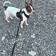 Zero is registered to the contest to win money with this photo: dog, small_dog, white_and_brown, harness, leash, pebbles, gravel, outdoors, stones, standing, alert, ears_up, canine, pet, walking, portrait, companion, nature, closeup, texture