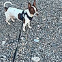 dog, small_dog, white_and_brown, harness, leash, pebbles, gravel, outdoors, stones, standing, alert, ears_up, canine, pet, walking, portrait, companion, nature, closeup, texture