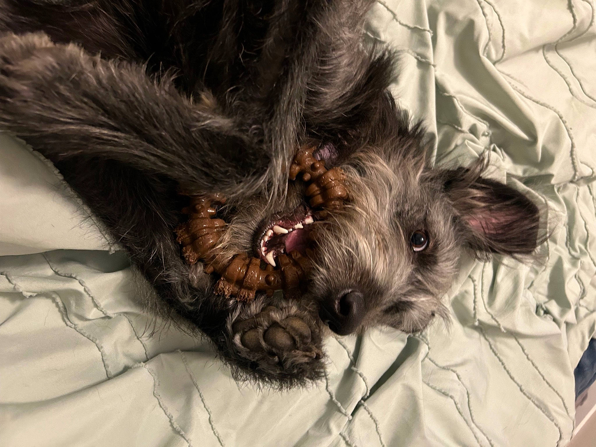 Bella joined the competition — help win amazing prizes! canidae, carnivore, comfort, companion_dog, dog, dog_breed, dog_supply, ear, fawn, felidae, liver, paw, small_terrier, small_to_medium_sized_cats, snout, sporting_group, tail, terrier, toy_dog, whiskers
