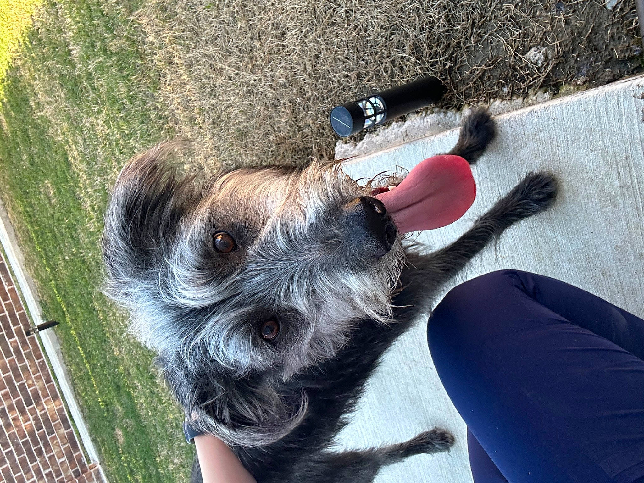 Bella is registered to the contest to win money with this photo: carnivore, collar, companion_dog, dog, dog_breed, dog_collar, dog_supply, fur, grass, leash, paw, pet_supply, schnauzer, small_terrier, sporting_group, standard_schnauzer, terrier, toy_dog, working_animal, working_dog