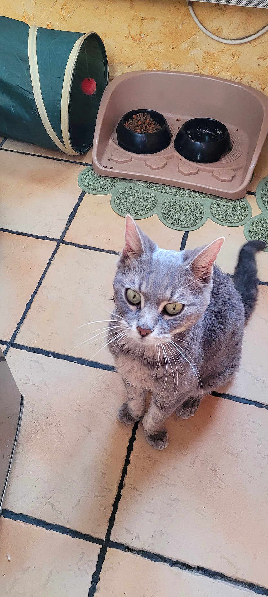 Myrtille participe au concours pour gagner de l'argent avec cette photo : cat, gray_cat, green_eyes, pet, indoor, floor_tile, feeding_station, food_bowl, water_bowl, play_tunnel, red_ball, curious, sitting, whiskers, tail, pet_accessory, home, animal, cute, feline