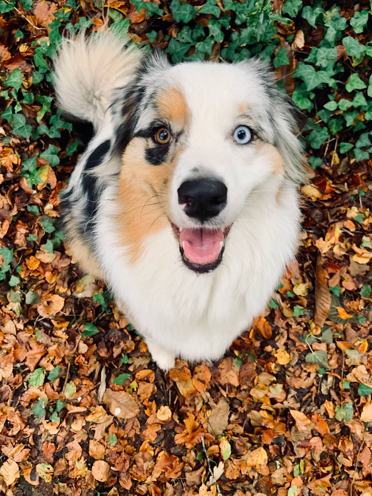 Soho a rejoint le concours — aidez-le/la à gagner de superbes lots ! ancient_dog_breeds, art, border_collie, canidae, carnivore, companion_dog, dog, dog_breed, fur, grass, herding_dog, plant, puppy, snout, soil, sporting_group, terrestrial_animal, tree, whiskers, working_dog