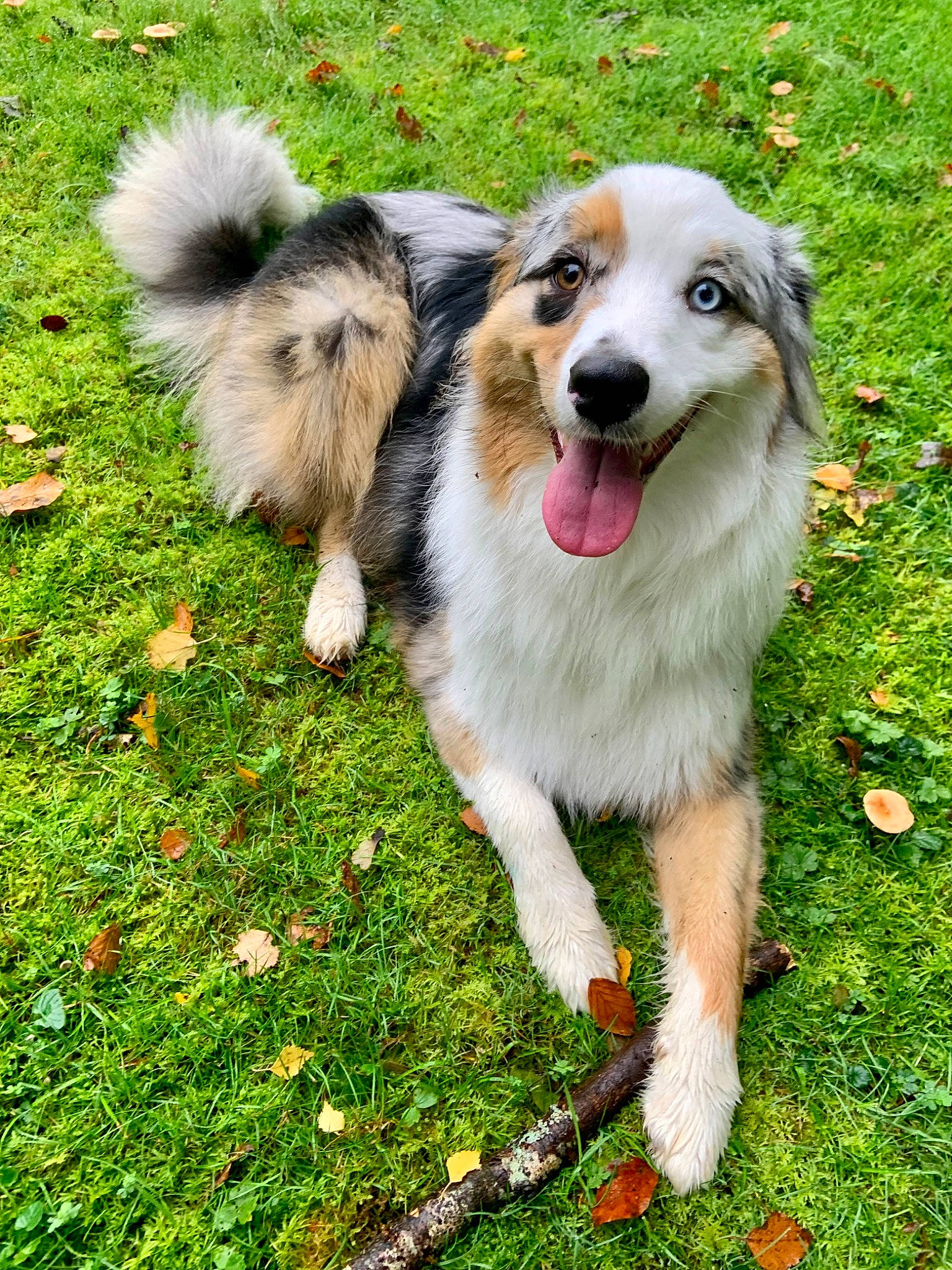 Soho participe au concours pour gagner de l'argent avec cette photo : ancient_dog_breeds, canidae, carnivore, collie, companion_dog, dog, dog_breed, fang, fur, grass, groundcover, herding_dog, lawn, plant, scotch_collie, snout, sporting_group, terrestrial_animal, whiskers, working_dog