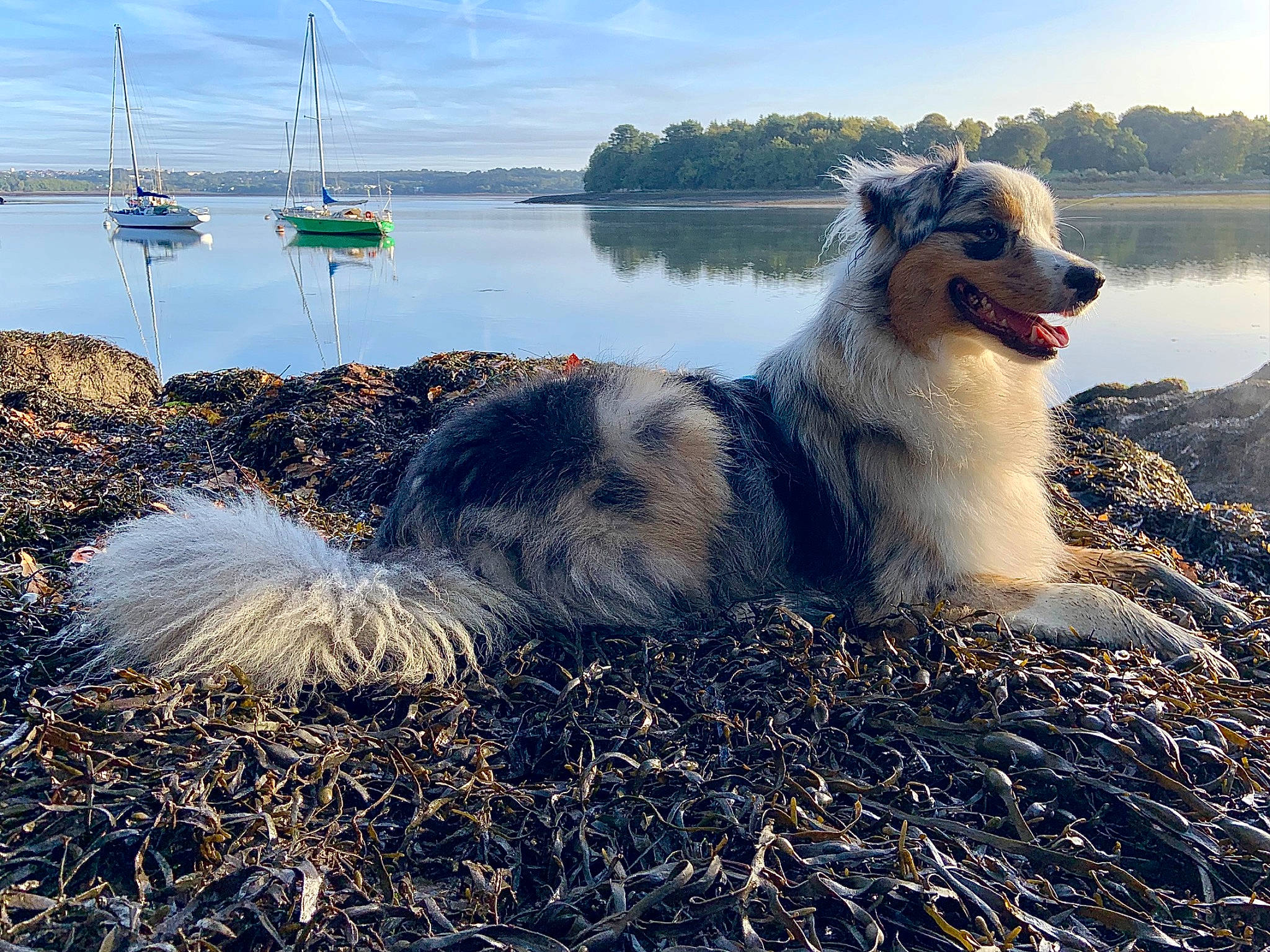 Soho a rejoint le concours — aidez-le/la à gagner de superbes lots ! boat, carnivore, companion_dog, dog, dog_breed, fur, grass, happy, herding_dog, horizon, lake, landscape, natural_landscape, ocean, plant, sky, sporting_group, tree, water, working_animal