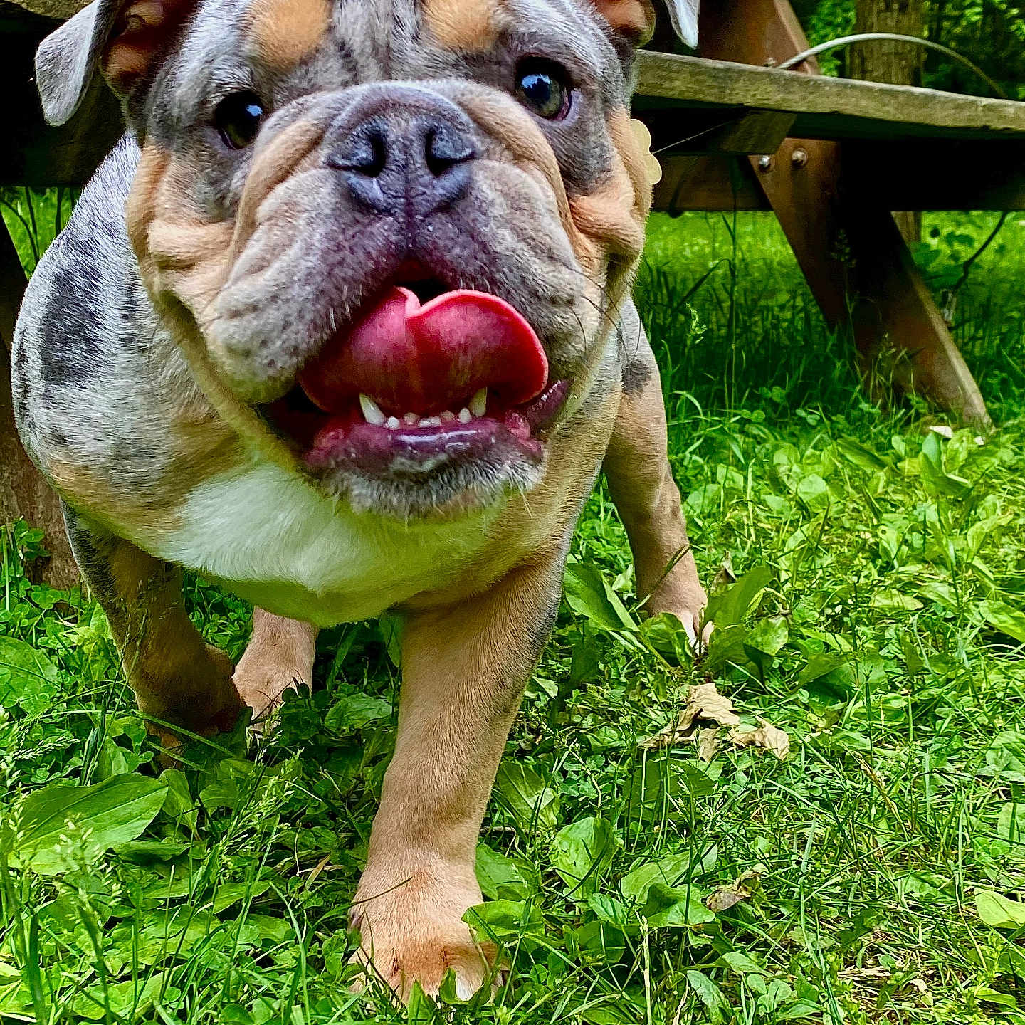 Mac Abraham joined the competition — help win amazing prizes! animal, bulldog, cheerful, close_up, dog, grass, greenery, happy, mammal, nature, outdoor, pet, playful, puppy, summer, tongue, tongue_out, walking, wooden_bench, young