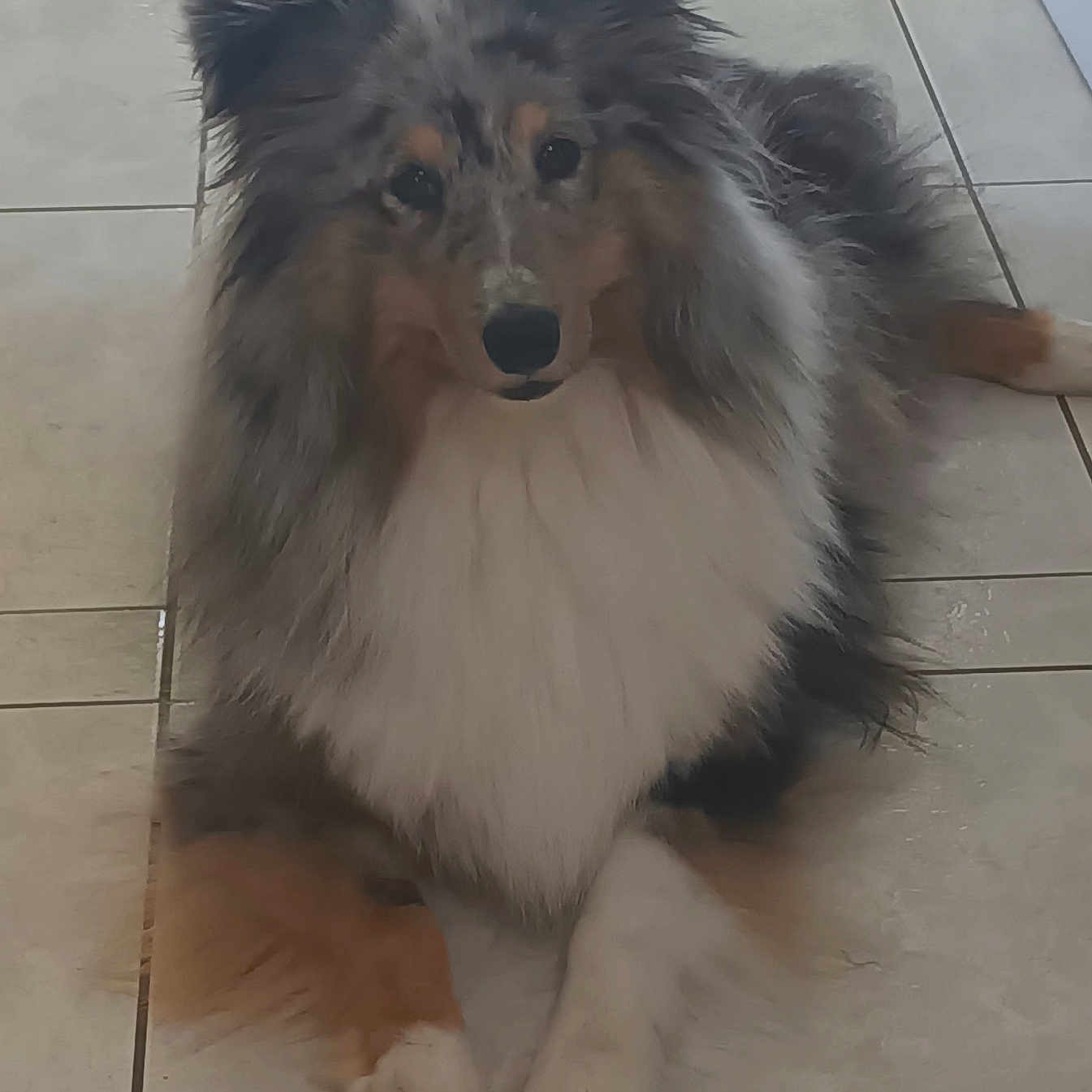Urielle participe au concours pour gagner de l'argent avec cette photo : animal, canine, companion, cute, dog, domestic, ears, face, floor, fluffy, friendly, fur, indoors, lying_down, mammal, paws, pet, portrait, tile, watching