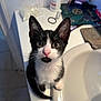 kitten, cat, black_and_white, pet, animal, sink, bathroom, curious, wide_eyes, fur, whiskers, ears, nose, pink_nose, domestic_cat, young_cat, looking_up, indoor, cute, small