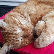 Titi a rejoint le concours — aidez-le/la à gagner de superbes lots ! cat, ginger_cat, sleeping, close_up, fluffy, paw, whiskers, pink_cushion, relaxation, pet, fur, indoor, resting, cute, animal, mammal, domestic_cat, peaceful, cozy, nap