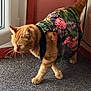 Titi participe au concours pour gagner de l'argent avec cette photo : cat, orange_cat, pet, indoor, carpet, clothing, vest, tropical_pattern, leaf_pattern, curious, walking, feline, animal, domestic, home, door, window, tail, whiskers, fur