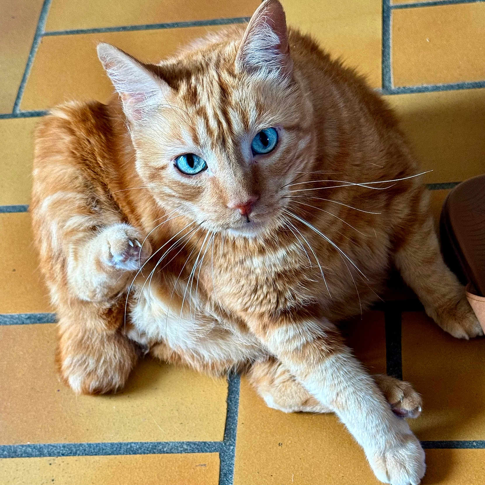Titi participe au concours pour gagner de l'argent avec cette photo : animal, blue_eyes, cat, close_up, curious, cute, domestic_animal, feline, floor, fur, ginger_cat, indoor, looking_at_camera, mammal, paw, pet, relaxed, sitting, tile_floor, whiskers
