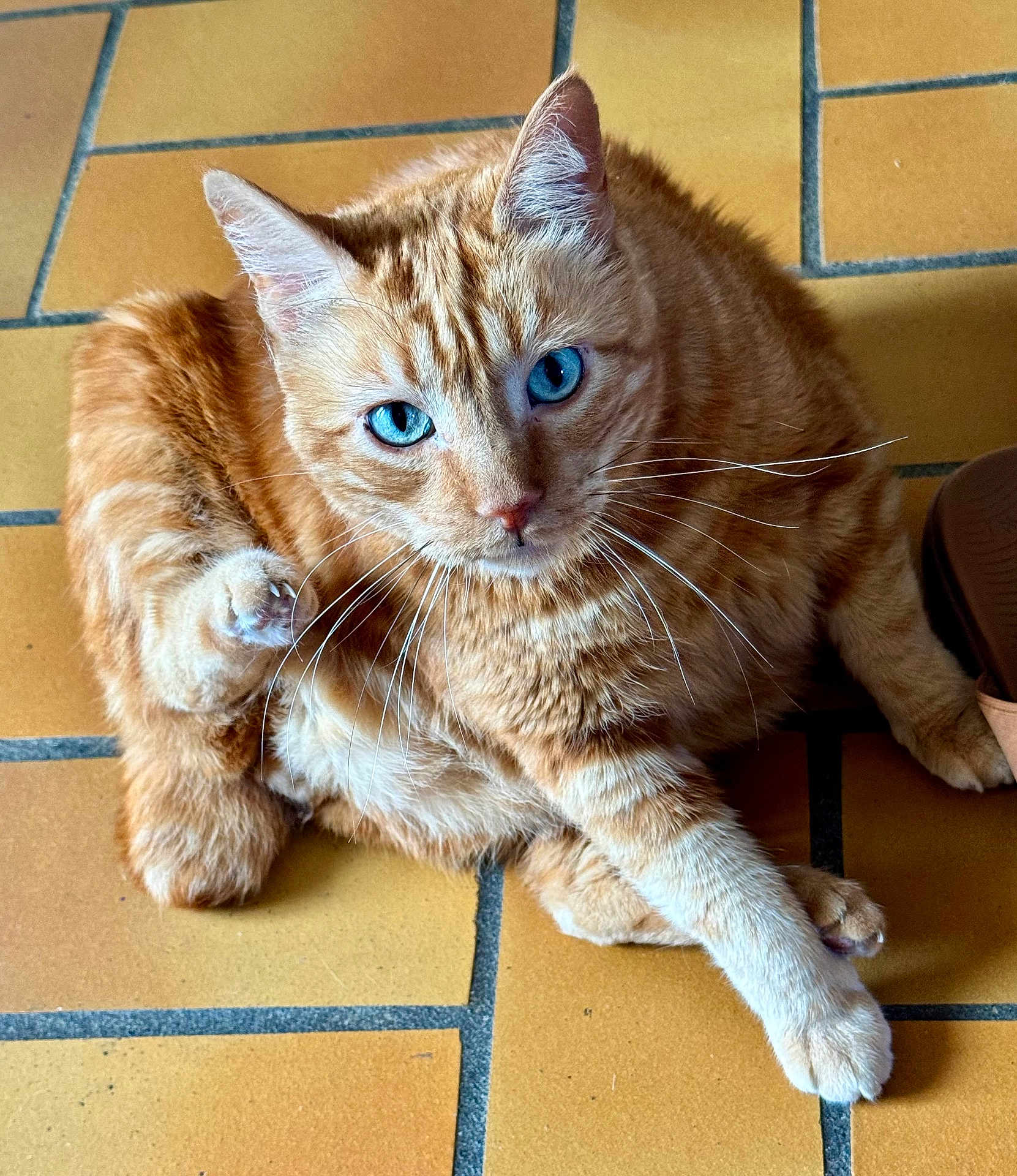 Titi participe au concours pour gagner de l'argent avec cette photo : cat, ginger_cat, blue_eyes, pet, animal, feline, whiskers, paw, floor, tile_floor, indoor, cute, curious, sitting, looking_at_camera, fur, mammal, domestic_animal, relaxed, close_up