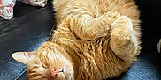 Titi a rejoint le concours — aidez-le/la à gagner de superbes lots ! cat, orange_tabby, sleeping, curled_up, feline, pet, cozy, couch, leather, pillow, indoor, resting, whiskers, fur, cute, domestic_animal, relaxation, nap, home, comfortable