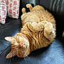 cat, orange_tabby, sleeping, curled_up, feline, pet, cozy, couch, leather, pillow, indoor, resting, whiskers, fur, cute, domestic_animal, relaxation, nap, home, comfortable