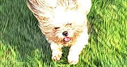 Poppy is registered to the contest to win money with this photo: animal, blurred, canine, daylight, dog, fur, grass, grass_field, greenery, happy, motion_blur, nature, outdoor, pet, phone_screenshot, playful, running, small_dog, sunlight, tongue_out