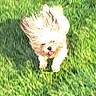animal, blurred, canine, daylight, dog, fur, grass, grass_field, greenery, happy, motion_blur, nature, outdoor, pet, phone_screenshot, playful, running, small_dog, sunlight, tongue_out