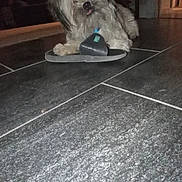 Poppy joined the competition — help win amazing prizes! animal, carpet, cute, dim_light, dog, domestic_animal, floor, furniture, furry, home, indoor, living_room, pet, playful, relaxed, slipper, small_dog, tile_floor, tongue_out, window
