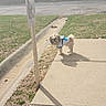 animal, bare_trees, blue_harness, daytime, dog, fence, grass, leisure, nature, outdoor, pavement, pet, road, shadow, sidewalk, signpost, small_dog, sunlight, trees, walking_path