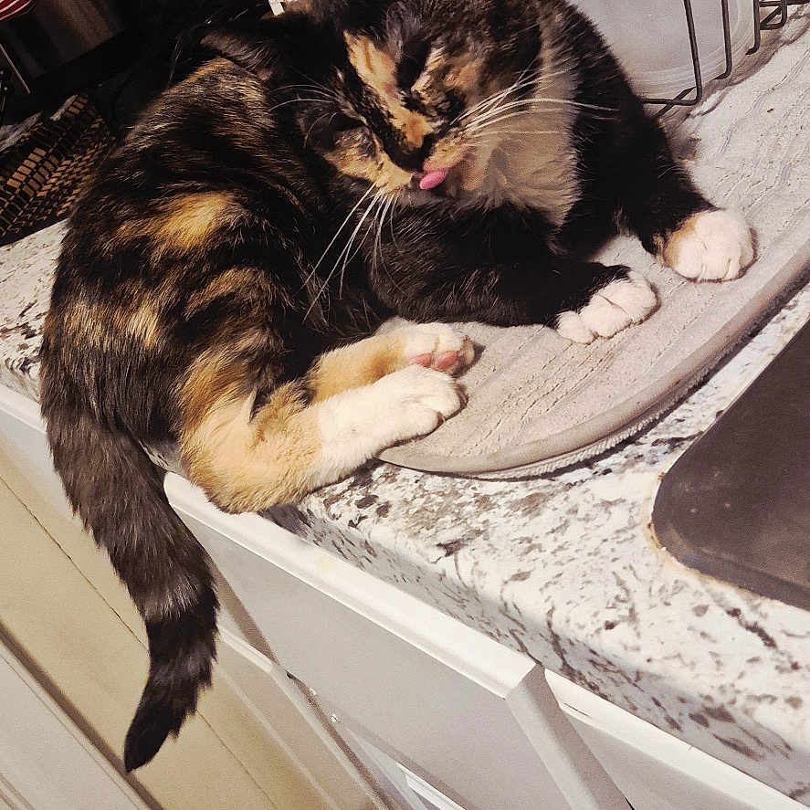 Precious joined the competition — help win amazing prizes! animal, blender, cabinet, calico_cat, cat, countertop, curled_up, dish_rack, domestic, feline, floor, indoor, kitchen, mat, pet, relaxed, resting, tongue, tongue_out, water_bottle