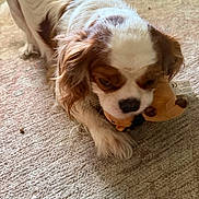 Bonnie is registered to the contest to win money with this photo: animal, black_nose, brown_and_white, carpet, cavalier_king_charles_spaniel, chewing, close_up, cute, dog, floppy_ears, indoor, living_room, long_hair, lying_down, pet, playing, plush_toy, puppy, standing, toy