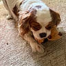 animal, black_nose, brown_and_white, carpet, cavalier_king_charles_spaniel, chewing, close_up, cute, dog, floppy_ears, indoor, living_room, long_hair, lying_down, pet, playing, plush_toy, puppy, standing, toy