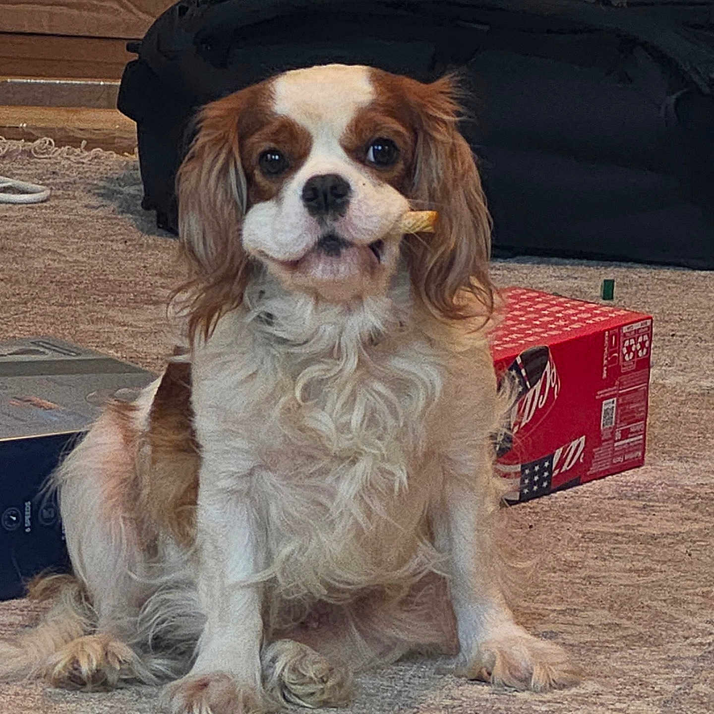 Bonnie is registered to the contest to win money with this photo: dog, cavalier_king_charles_spaniel, pet, indoor, carpet, brown_and_white, treat, chew_stick, sitting, fur, animal, companion, cute, looking_at_camera, household, box, bag, floor, muzzle, ears