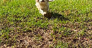 Bonnie is registered to the contest to win money with this photo: active, animal, canine, daylight, dog, ears, energetic, field, fur, grass, greenery, ground, mammal, nature, outdoor, pet, playful, running, sunlight, tail