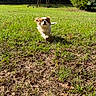 active, animal, canine, daylight, dog, ears, energetic, field, fur, grass, greenery, ground, mammal, nature, outdoor, pet, playful, running, sunlight, tail