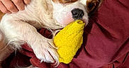 Bonnie joined the competition — help win amazing prizes! dog, toy, yellow_toy, pet, person, maroon_sweatshirt, hand, couch, brown_and_white_dog, indoor, cozy, snuggling, holding, casual_clothing, relaxed, cute, small_dog, playing, comfort, smiling_emoji
