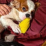 dog, toy, yellow_toy, pet, person, maroon_sweatshirt, hand, couch, brown_and_white_dog, indoor, cozy, snuggling, holding, casual_clothing, relaxed, cute, small_dog, playing, comfort, smiling_emoji