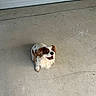 animal, brown_fur, canine, cavalier_king_charles_spaniel, concrete_floor, cute, dog, domestic_animal, ears, fur, garage_door, happy, looking_up, outdoor, pet, sitting, small_dog, smiling, tongue, white_fur