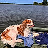 Bonnie joined the competition — help win amazing prizes! dog, cavalier_king_charles_spaniel, boat, lake, water, sky, sunny, clothing, relaxing, tongue_out, outdoor, nature, summer, pet, canine, fur, animal, resting, blue_sky, trees