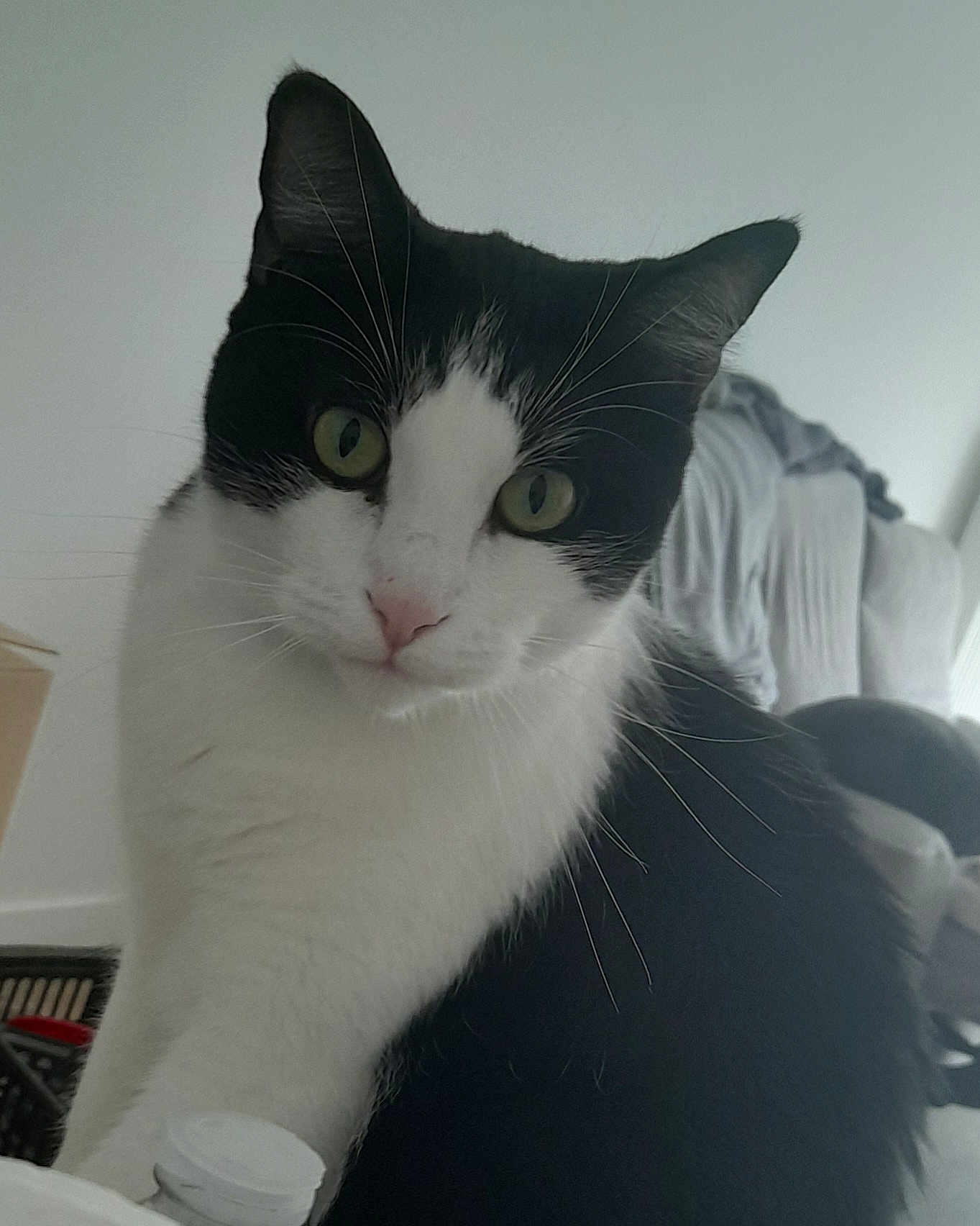 Willy