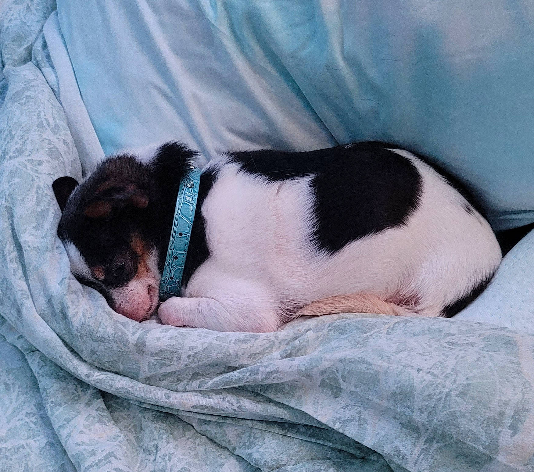 Gizmo joined the competition — help win amazing prizes! bored, carmine, carnivore, comfort, companion_dog, dog, dog_breed, fur, linens, nap, non_sporting_group, paw, sleep, snout, sporting_group, terrestrial_animal, toy_dog, whiskers, working_animal